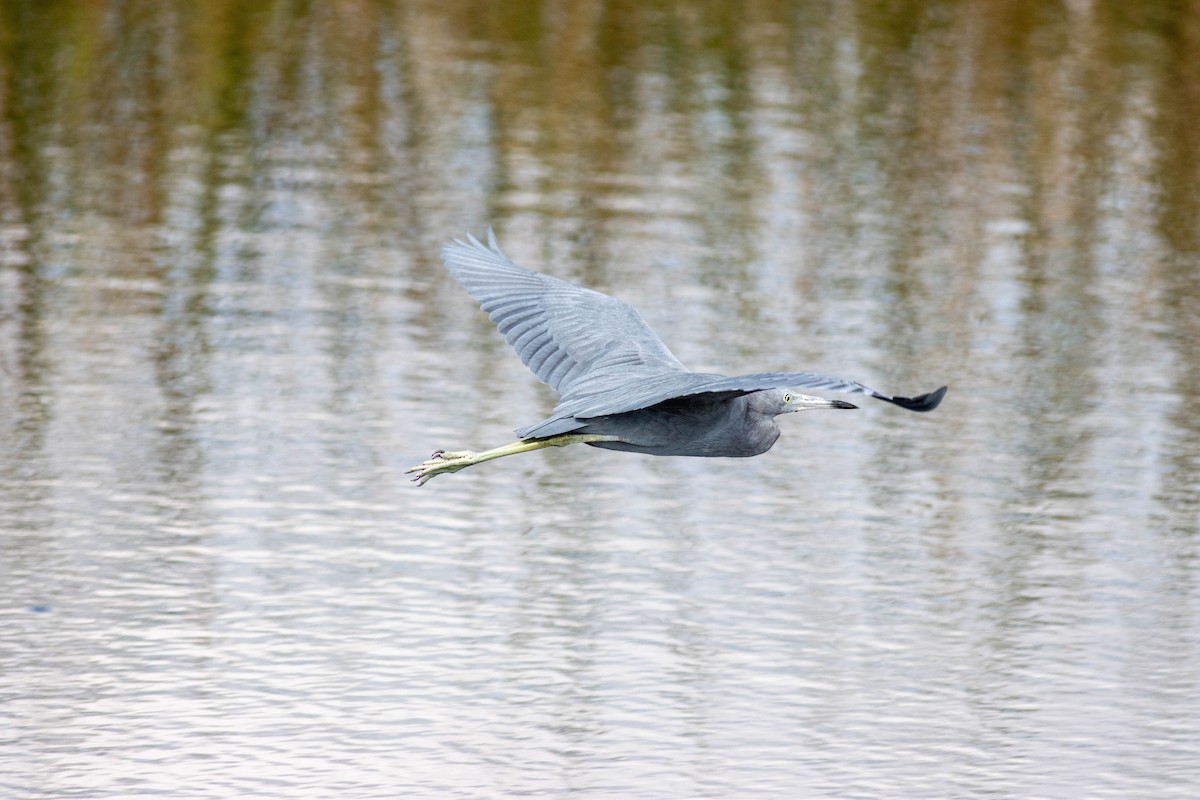 Little Blue Heron - ML645846789