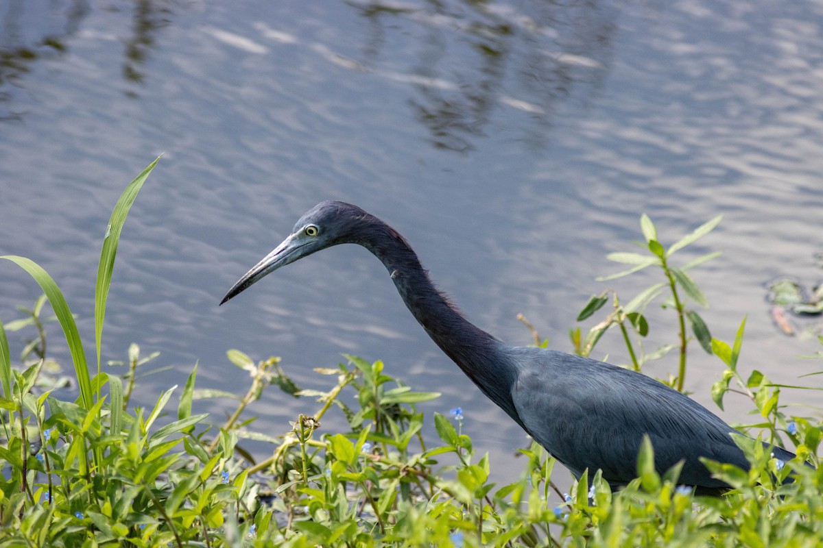 Little Blue Heron - ML645846790