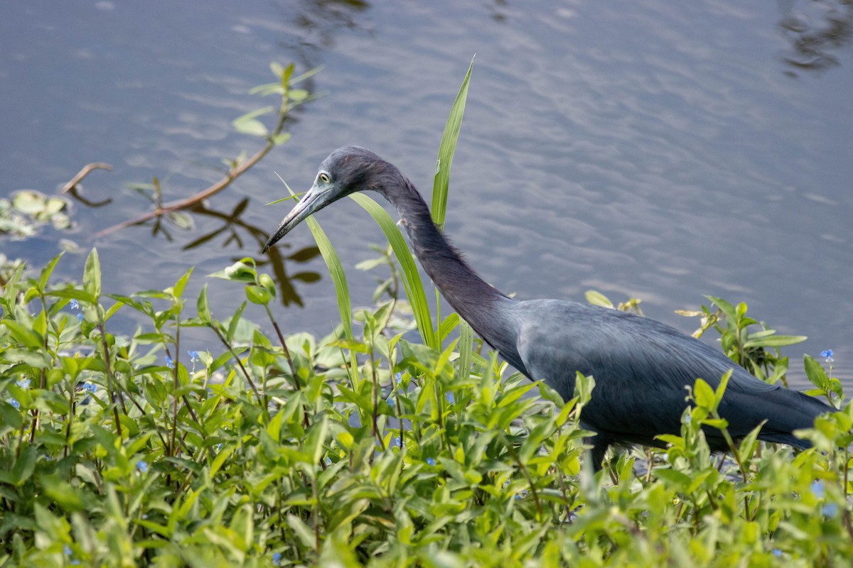 Little Blue Heron - ML645846791