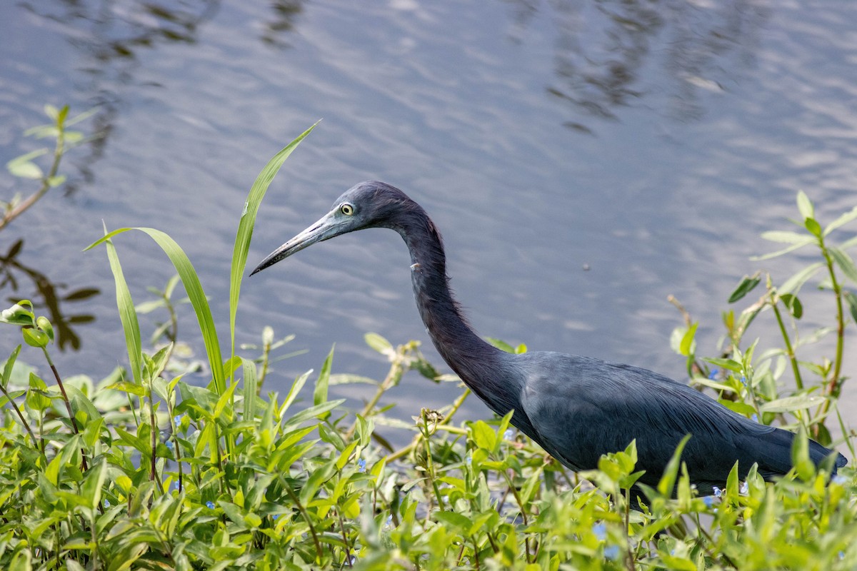 Little Blue Heron - ML645846792
