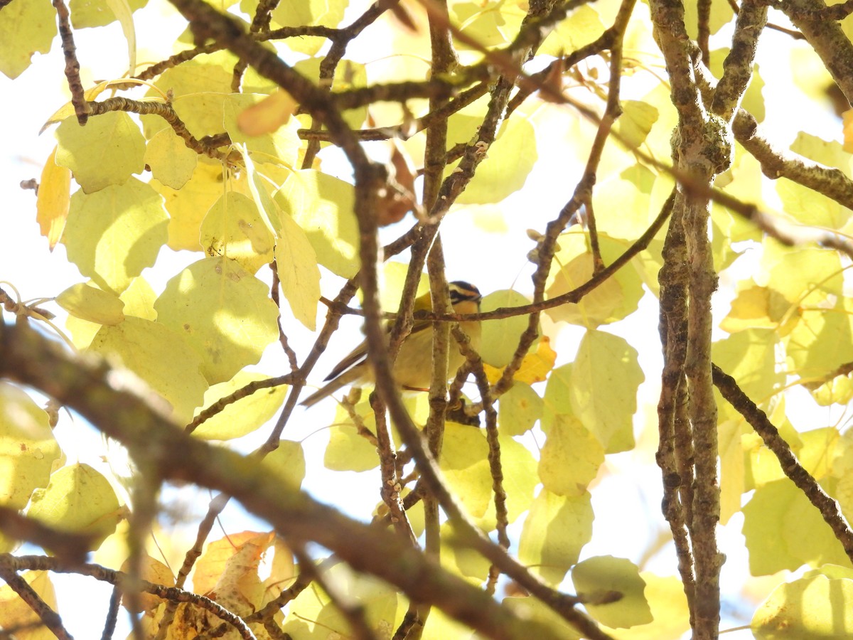 Common Firecrest - ML645846793