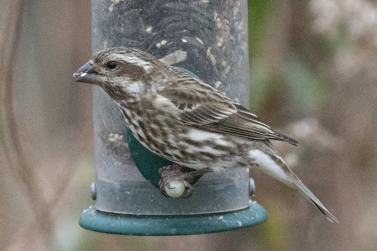 Purple Finch - ML645846794