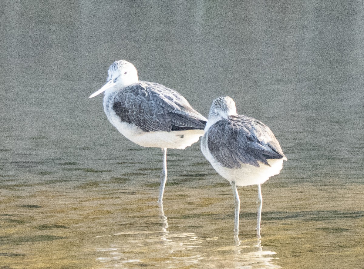 Common Greenshank - ML645846795