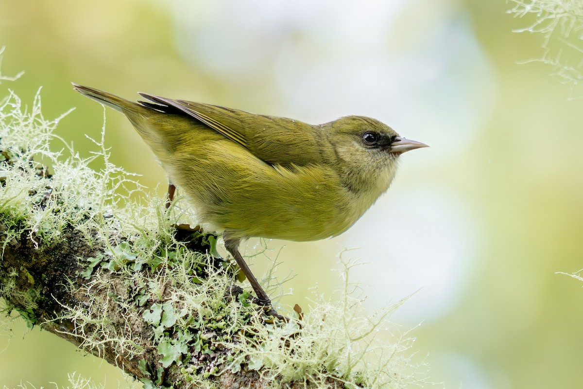 ハワイキバシリ - ML645846796