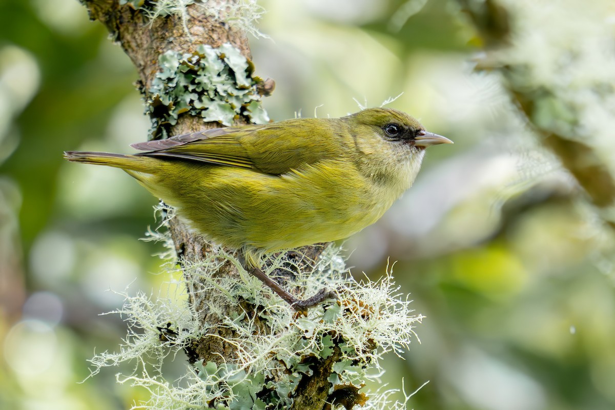 ハワイキバシリ - ML645846797