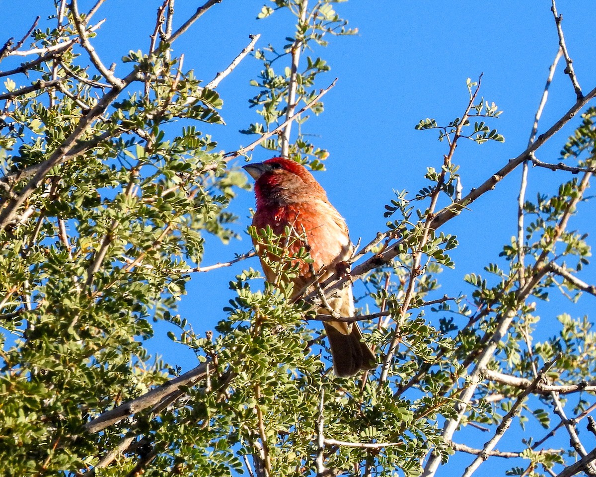 House Finch - ML645846798