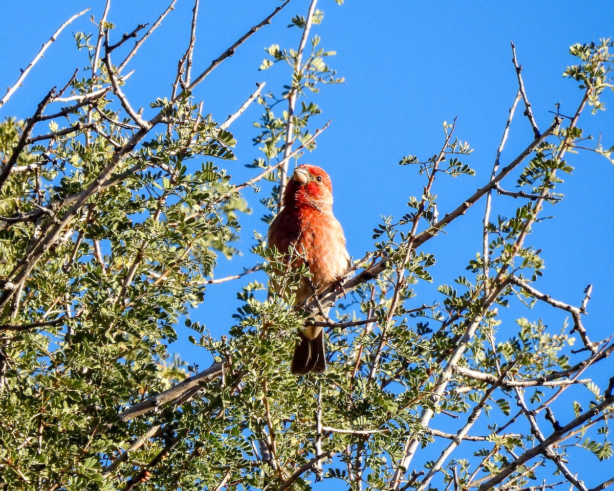 House Finch - ML645846799