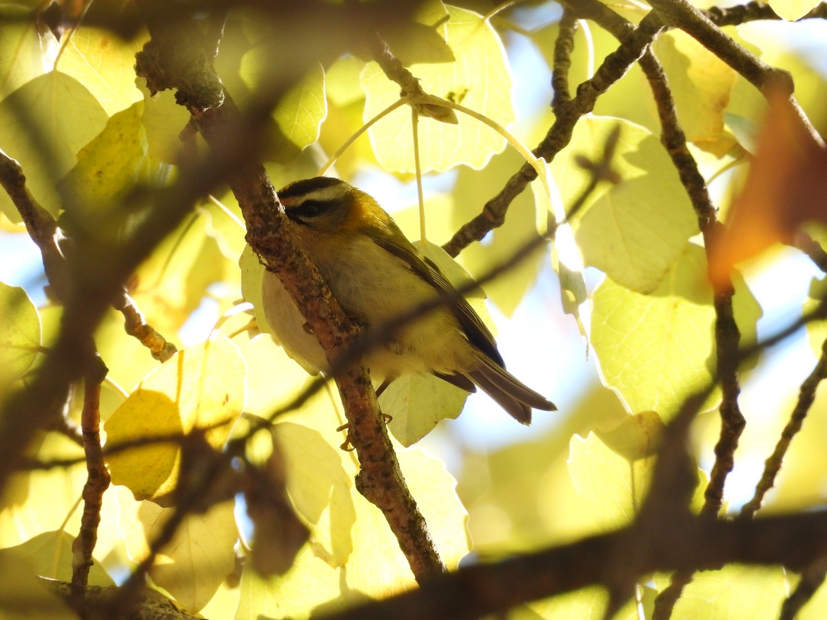Common Firecrest - ML645846800