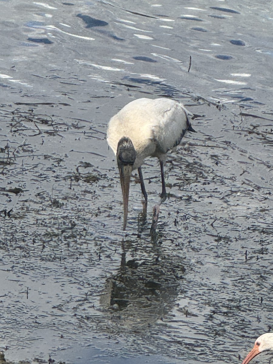 Wood Stork - ML645846801
