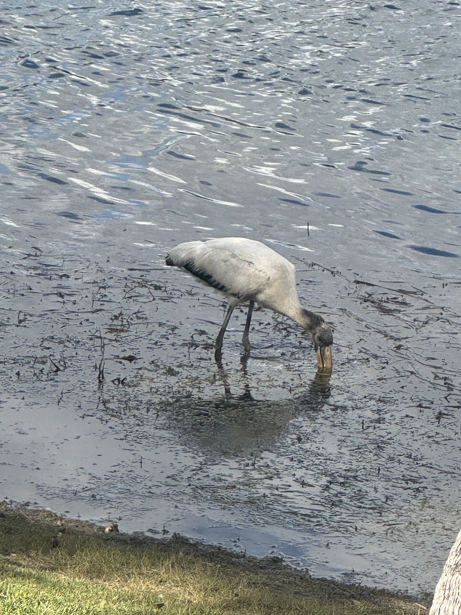 Wood Stork - ML645846802