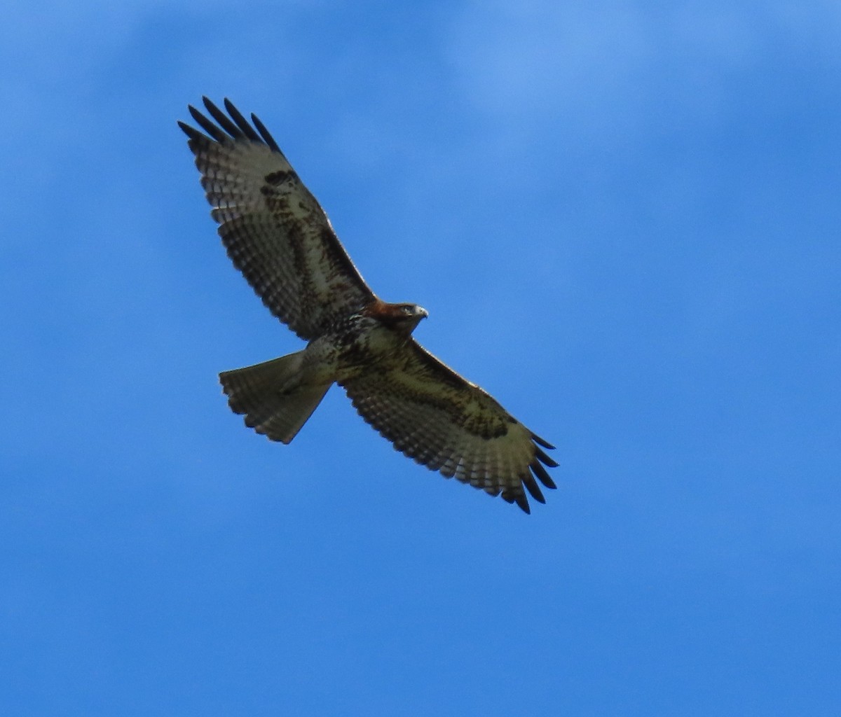 Red-tailed Hawk - ML645846803