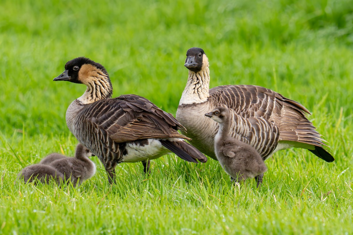 Hawaiian Goose - ML645846805