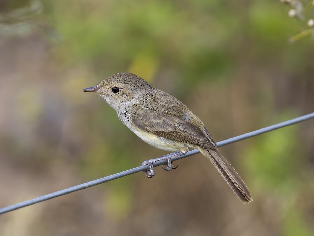 Fulvous-crowned Scrub-Tyrant - ML645846806