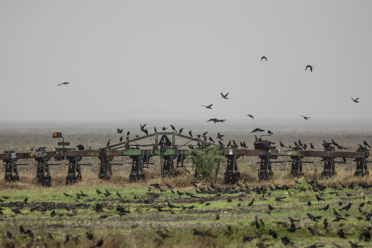 Büyük Kuyruklu Kiskal - ML645846807