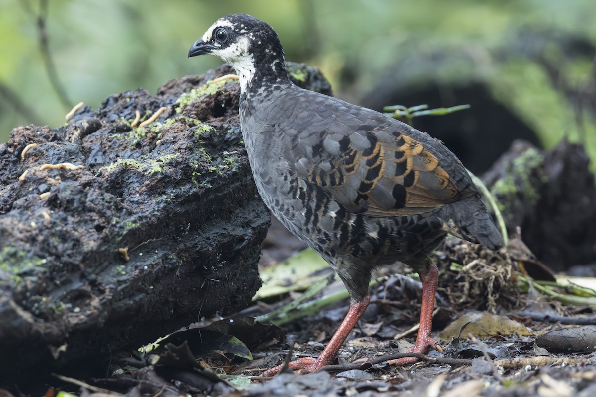 Gray-breasted Partridge - ML645846810