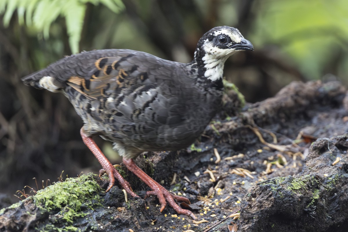 Gray-breasted Partridge - ML645846811