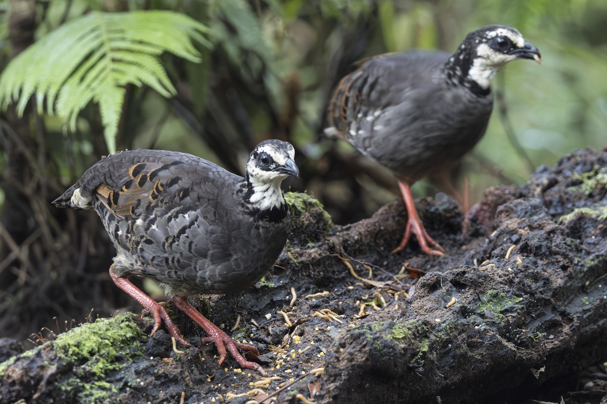 Gray-breasted Partridge - ML645846812