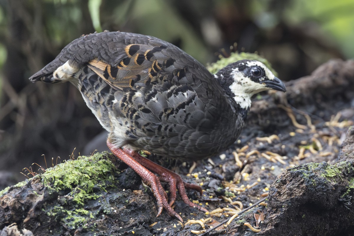 Gray-breasted Partridge - ML645846813