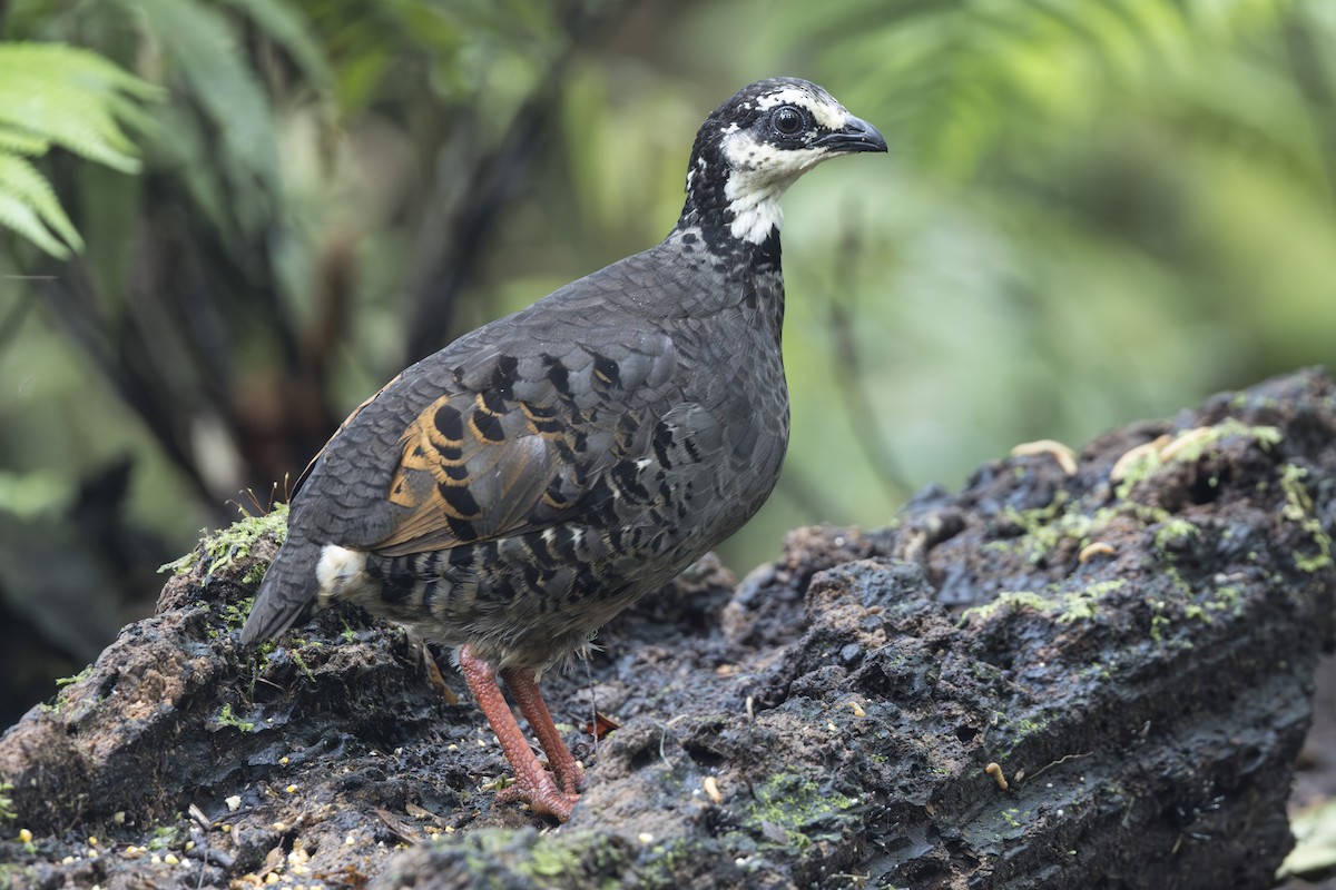 Gray-breasted Partridge - ML645846814
