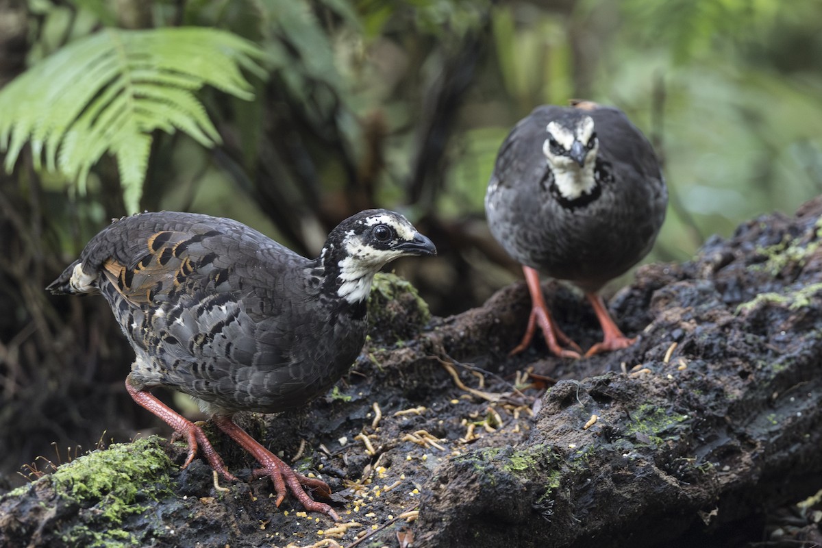Gray-breasted Partridge - ML645846815
