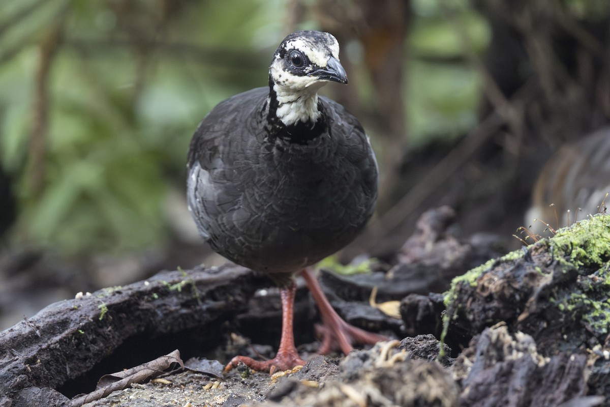 Gray-breasted Partridge - ML645846816