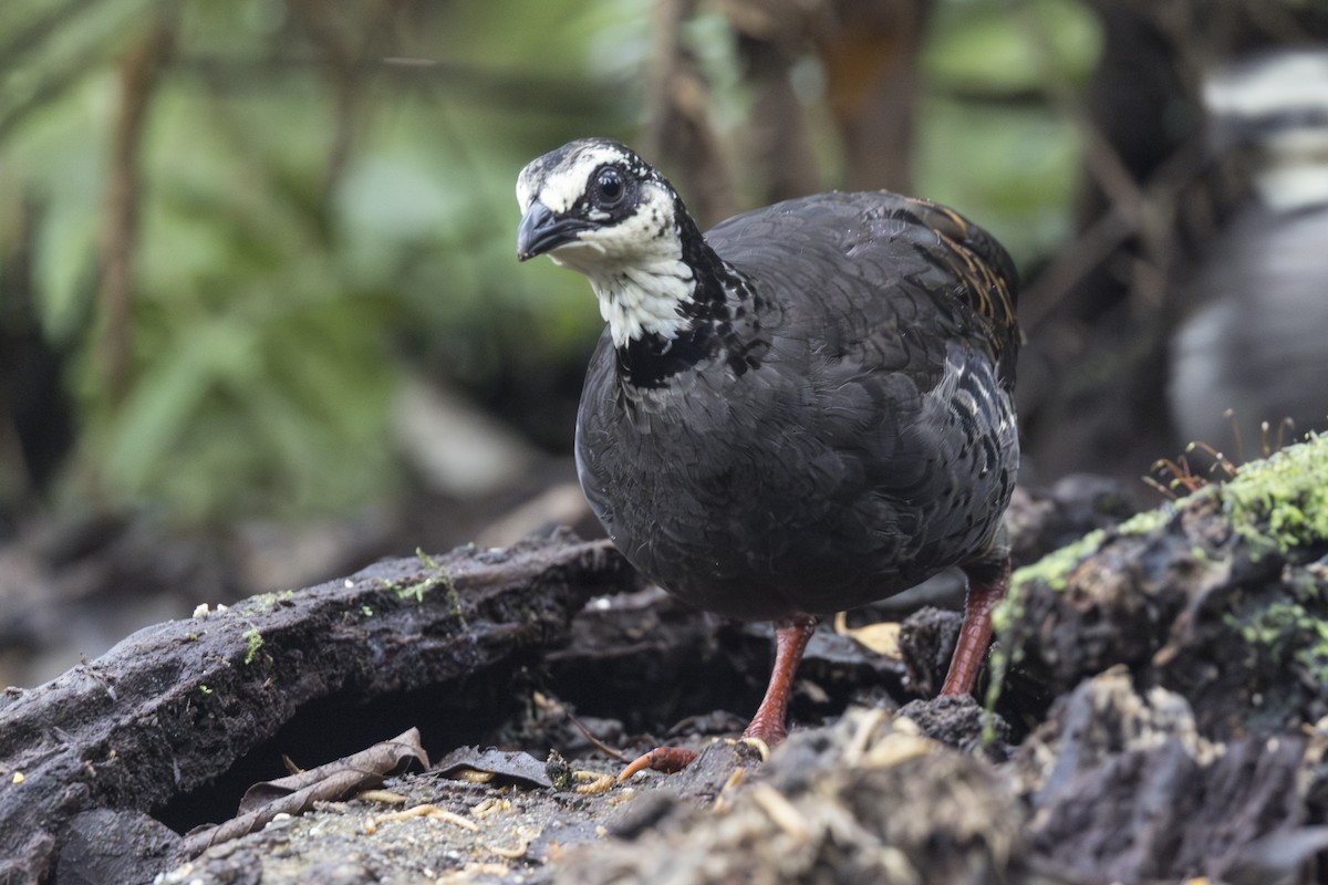 Gray-breasted Partridge - ML645846817