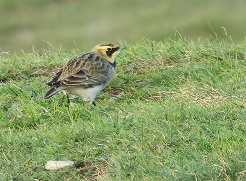Horned Lark - ML645846821