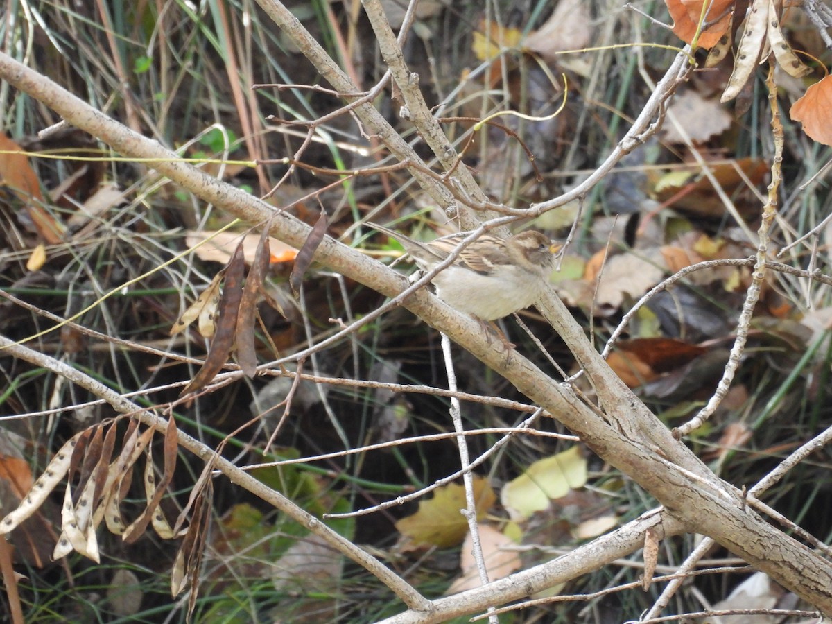 House Sparrow - ML645846825