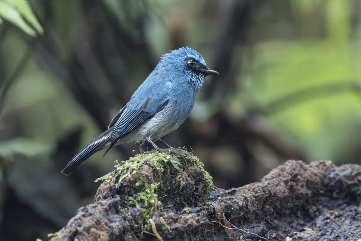 Indigo Flycatcher (Javan) - ML645846826