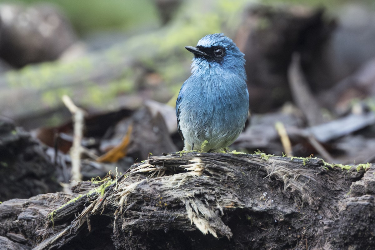 Indigo Flycatcher (Javan) - ML645846828