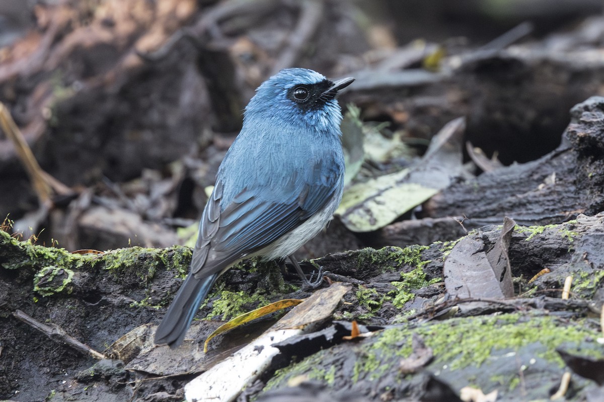Indigo Flycatcher (Javan) - ML645846829