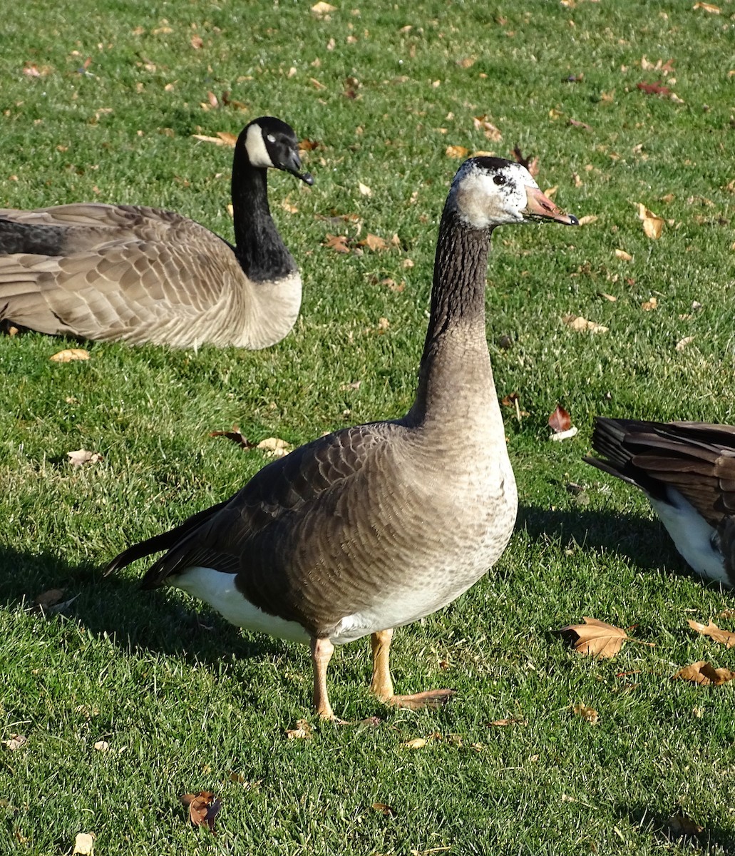 domácí husa sp. x berneška velká (hybrid) - ML645846847