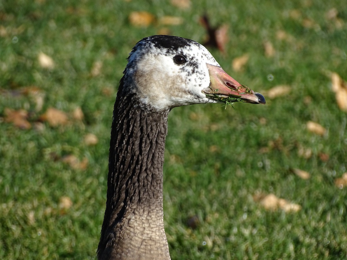 domácí husa sp. x berneška velká (hybrid) - ML645846848