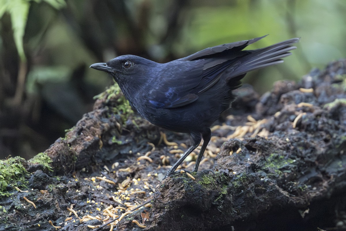 Javan Whistling-Thrush - ML645846849