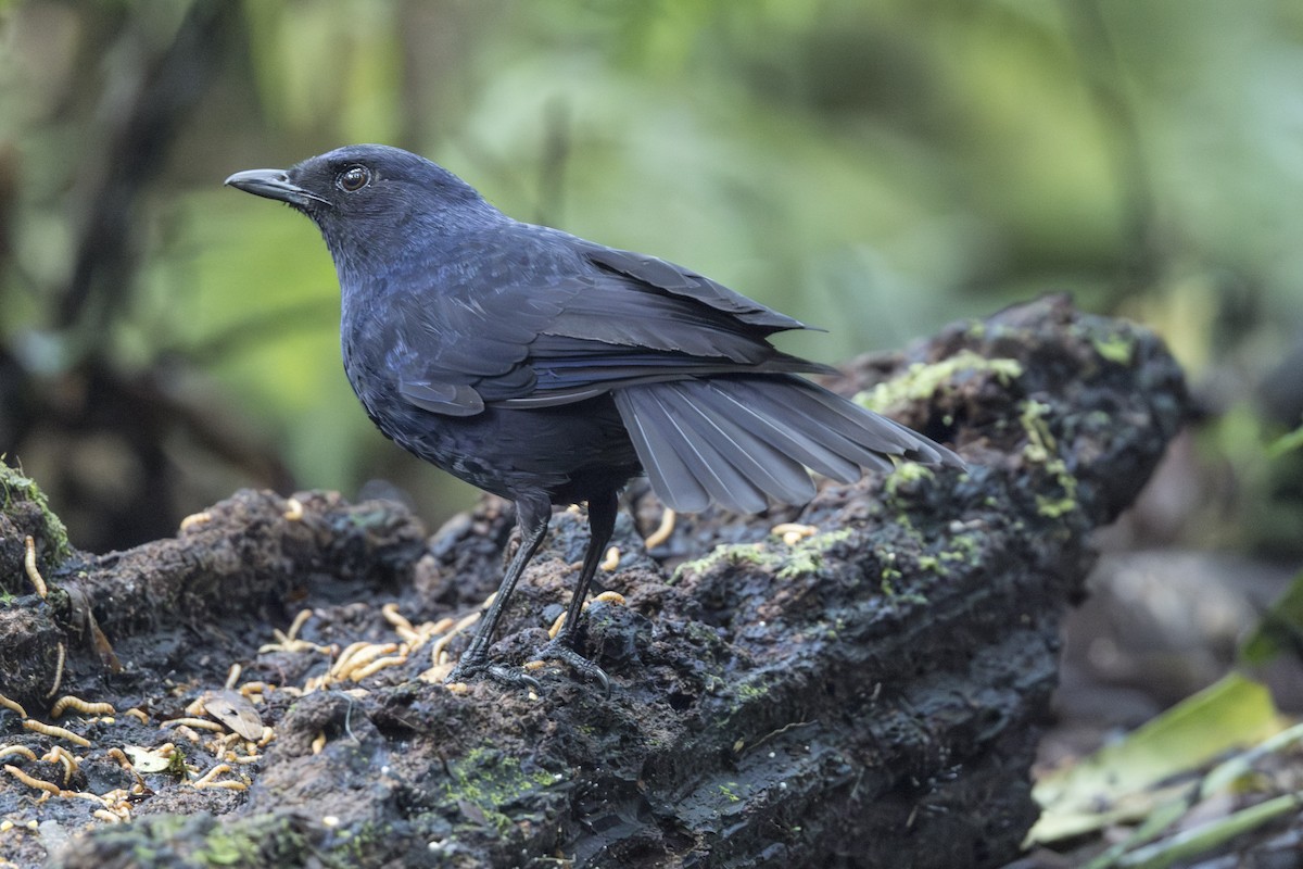 Javan Whistling-Thrush - ML645846850