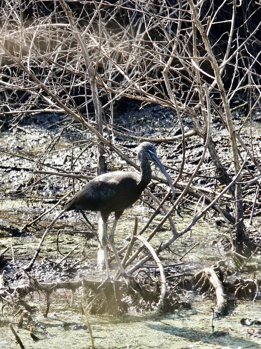 Glossy Ibis - ML645846852