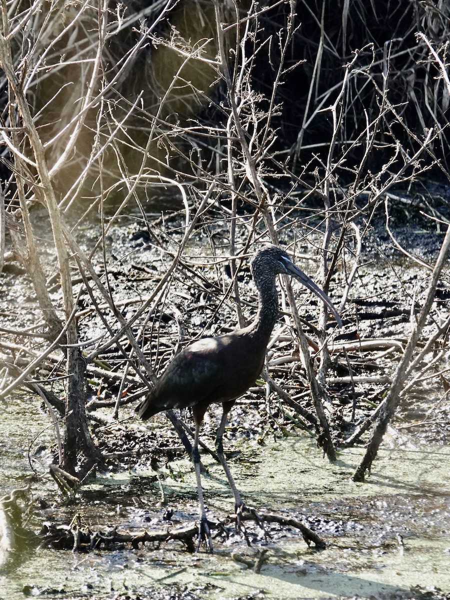 Glossy Ibis - ML645846853