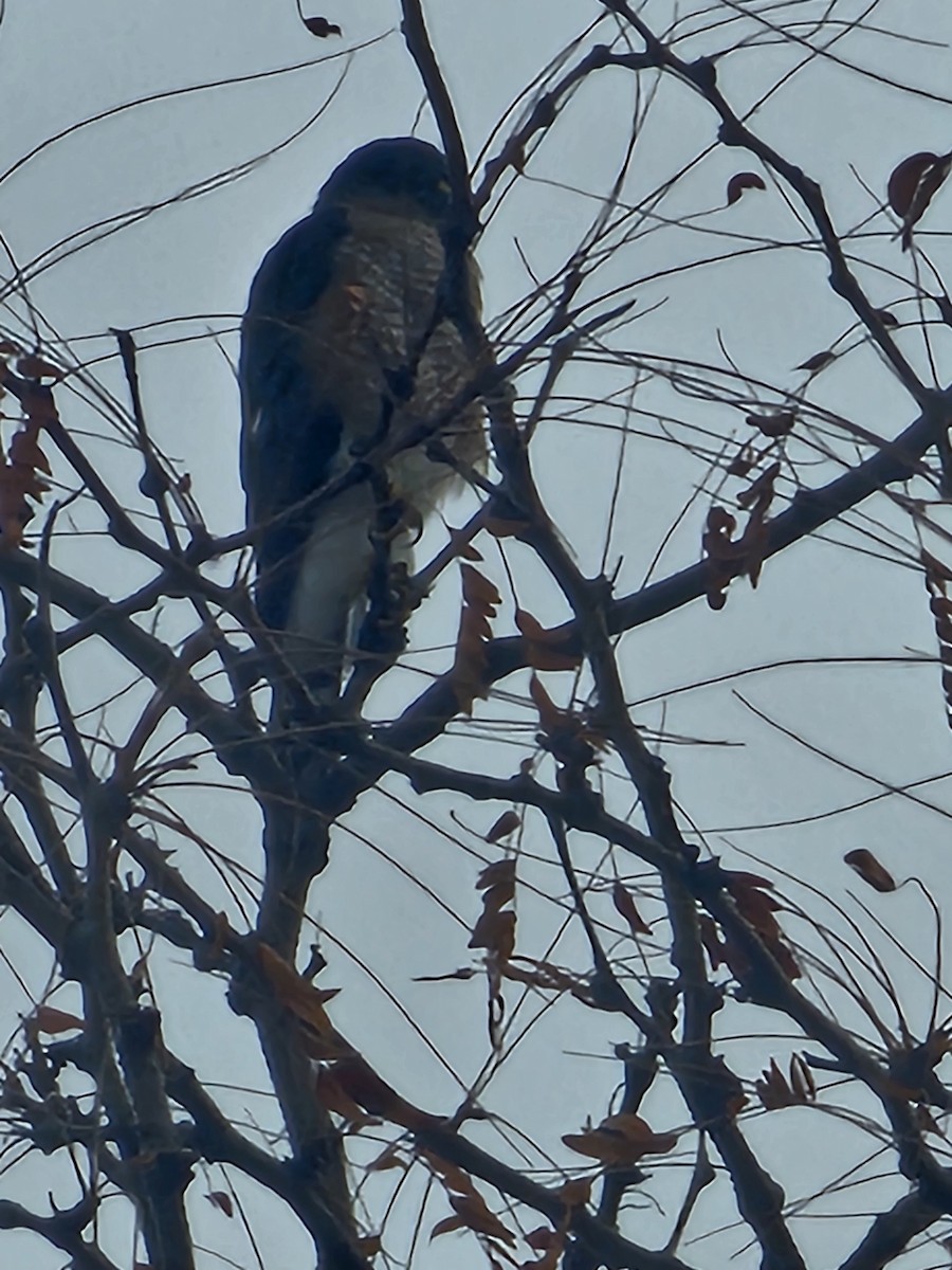 Sharp-shinned Hawk - ML645846854