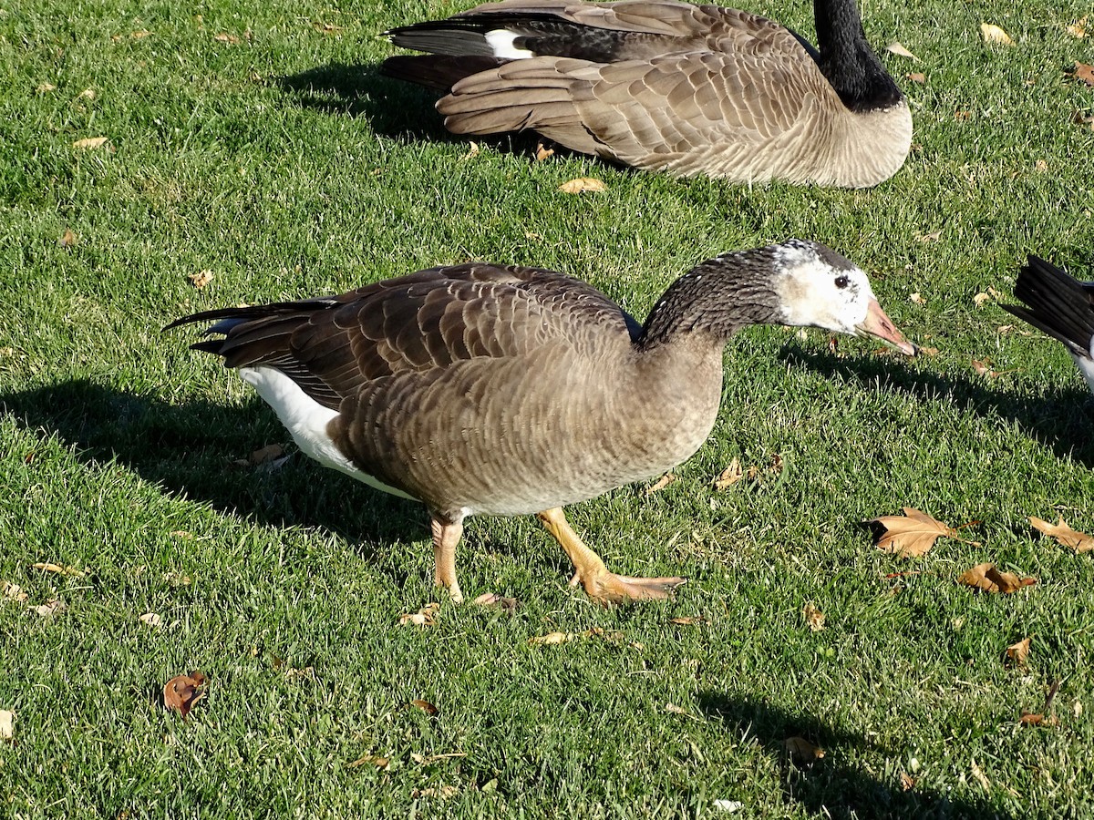domácí husa sp. x berneška velká (hybrid) - ML645846855