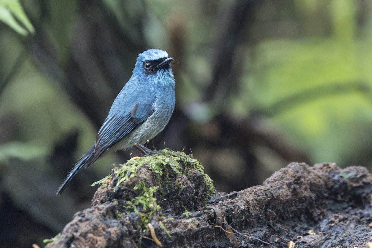 Indigo Flycatcher (Javan) - ML645846856