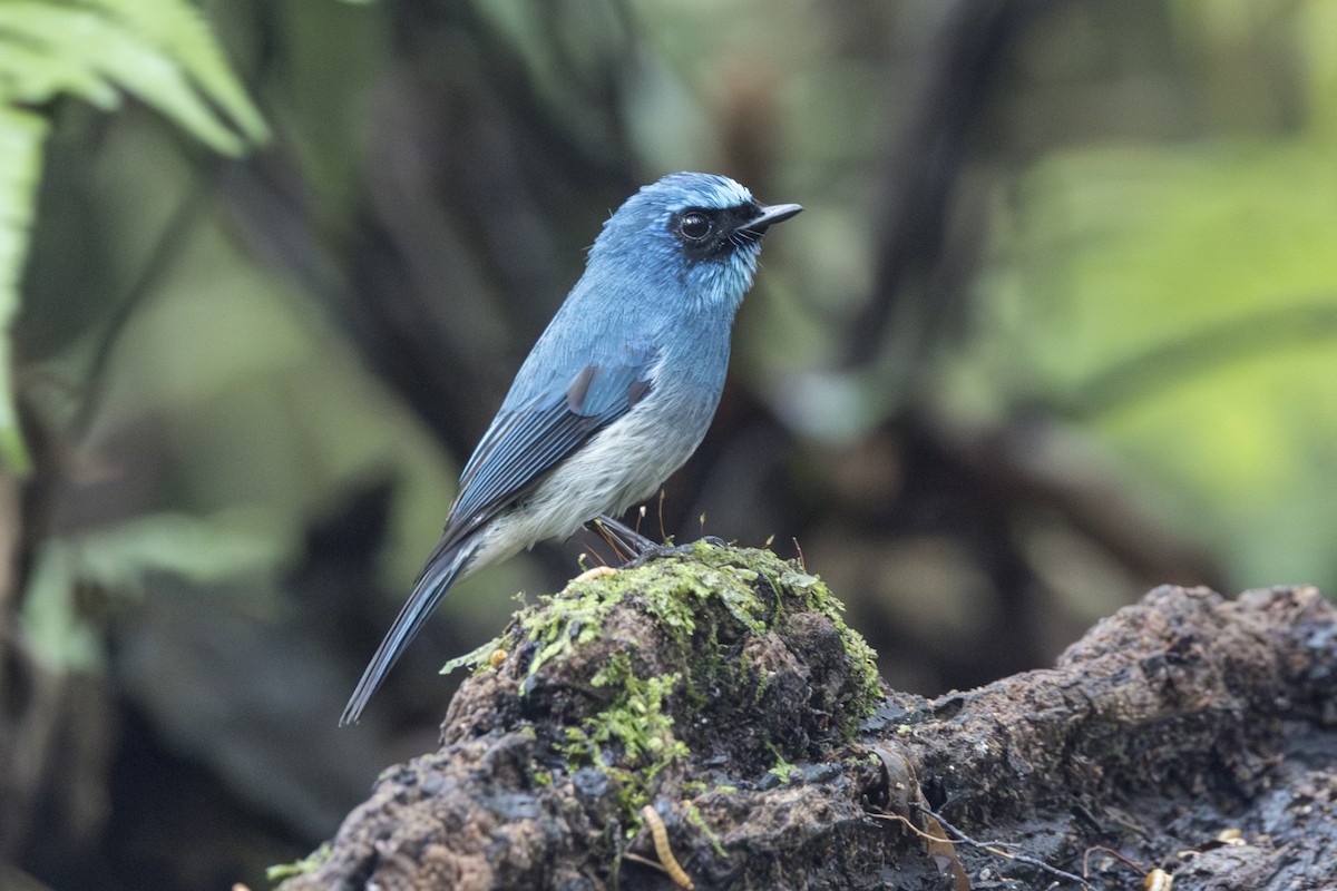 Indigo Flycatcher (Javan) - ML645846857