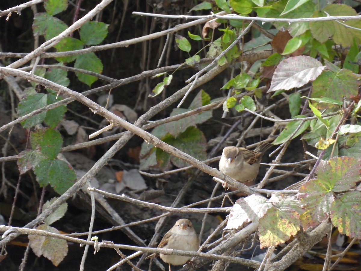 House Sparrow - ML645846861