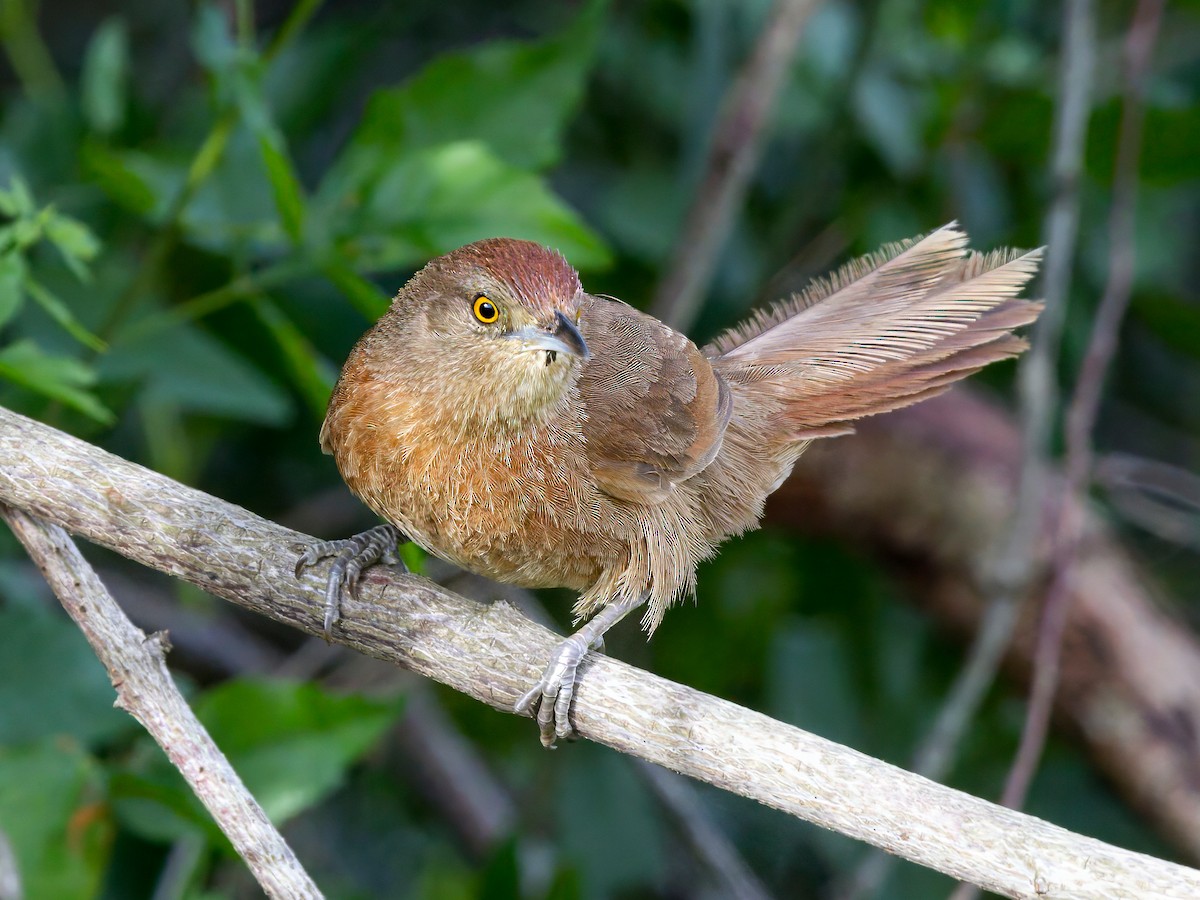 Çilli Daldokuyan - ML645846862