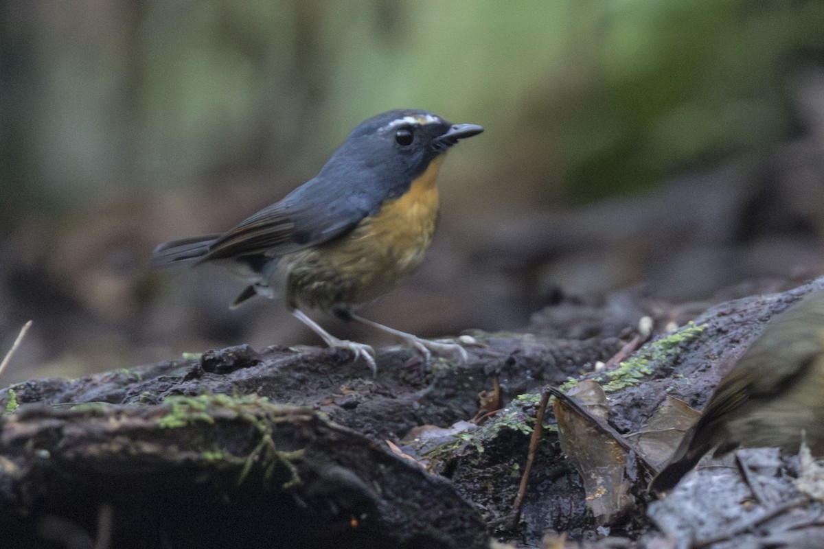 黃胸青鶲 - ML645846863