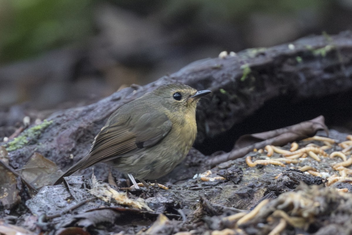 黃胸青鶲 - ML645846864