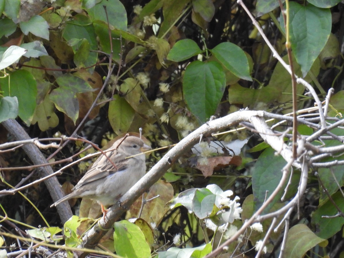 Serçe - ML645846865