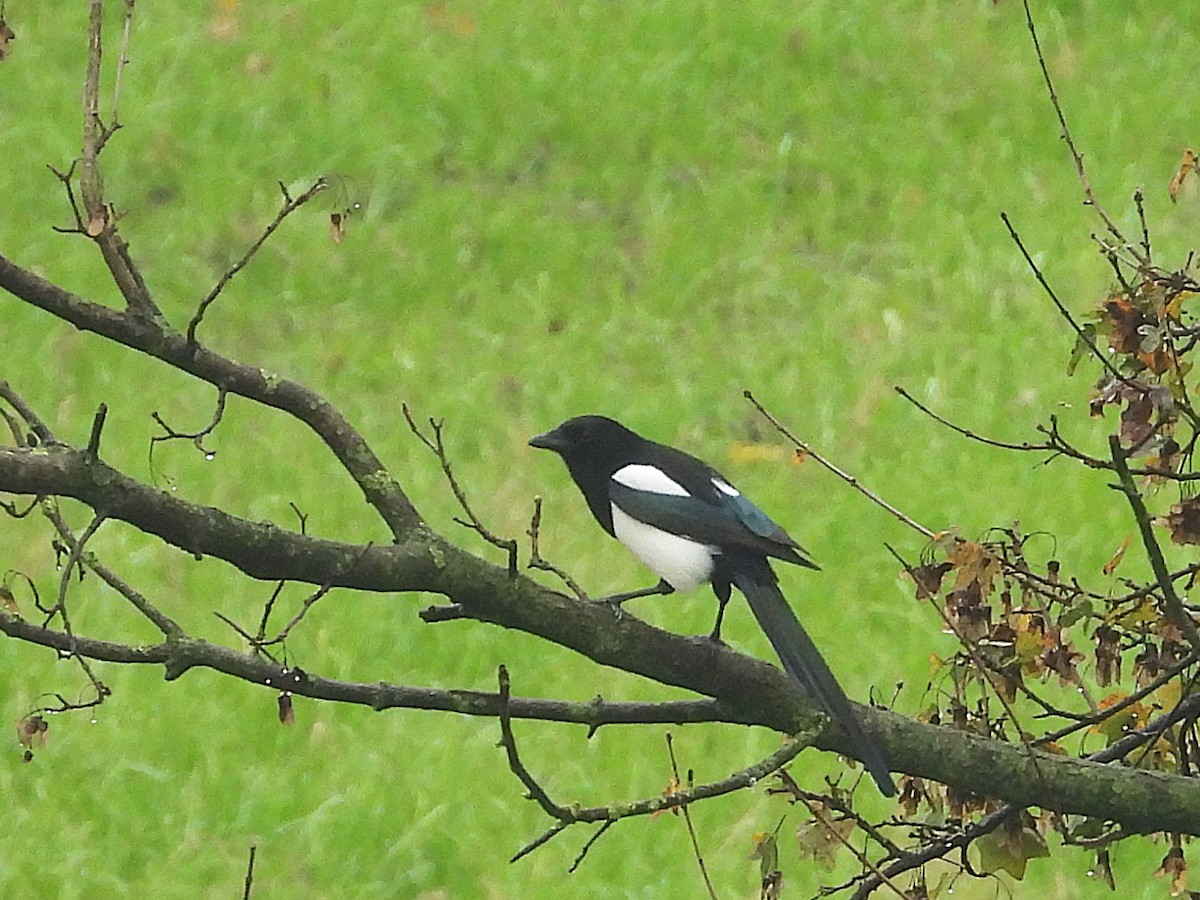 Saksağan - ML645846866