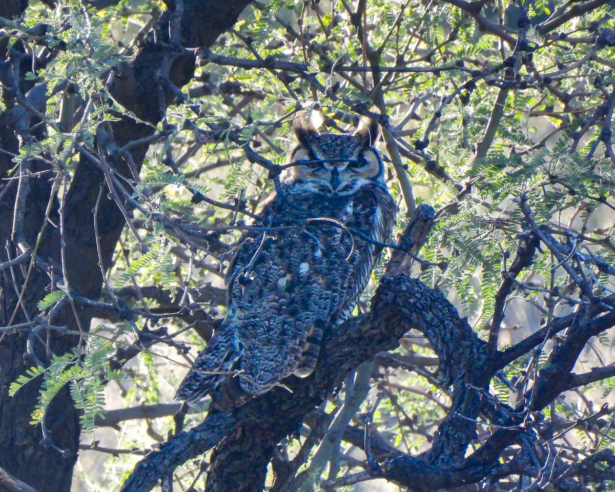 Amerika Puhusu - ML645846867