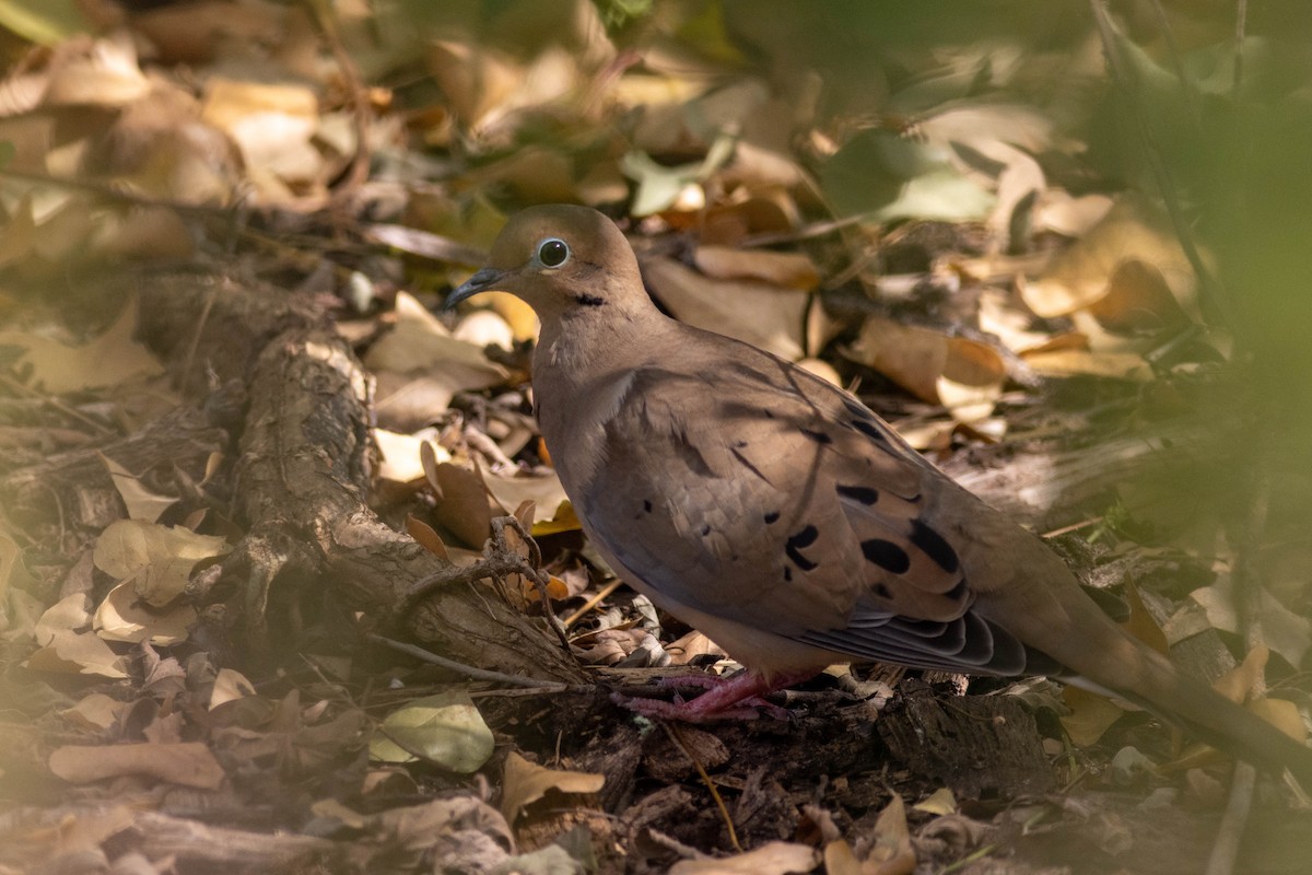 Uzun Kuyruklu Kumru - ML645846868