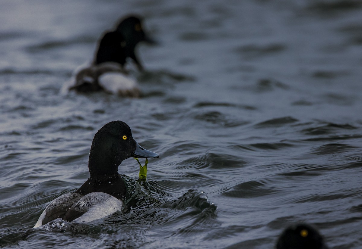 Morbaş Patka - ML645846869